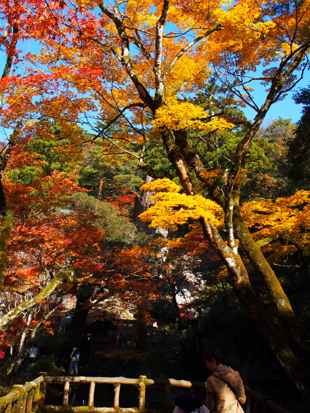 f:id:k10no3:20161112114925j:image:w318