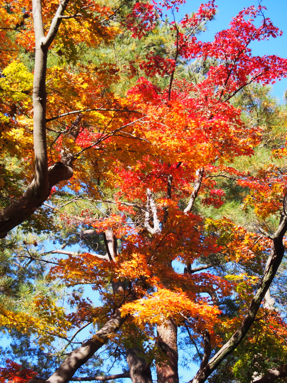 f:id:k10no3:20161113122344j:image:w318