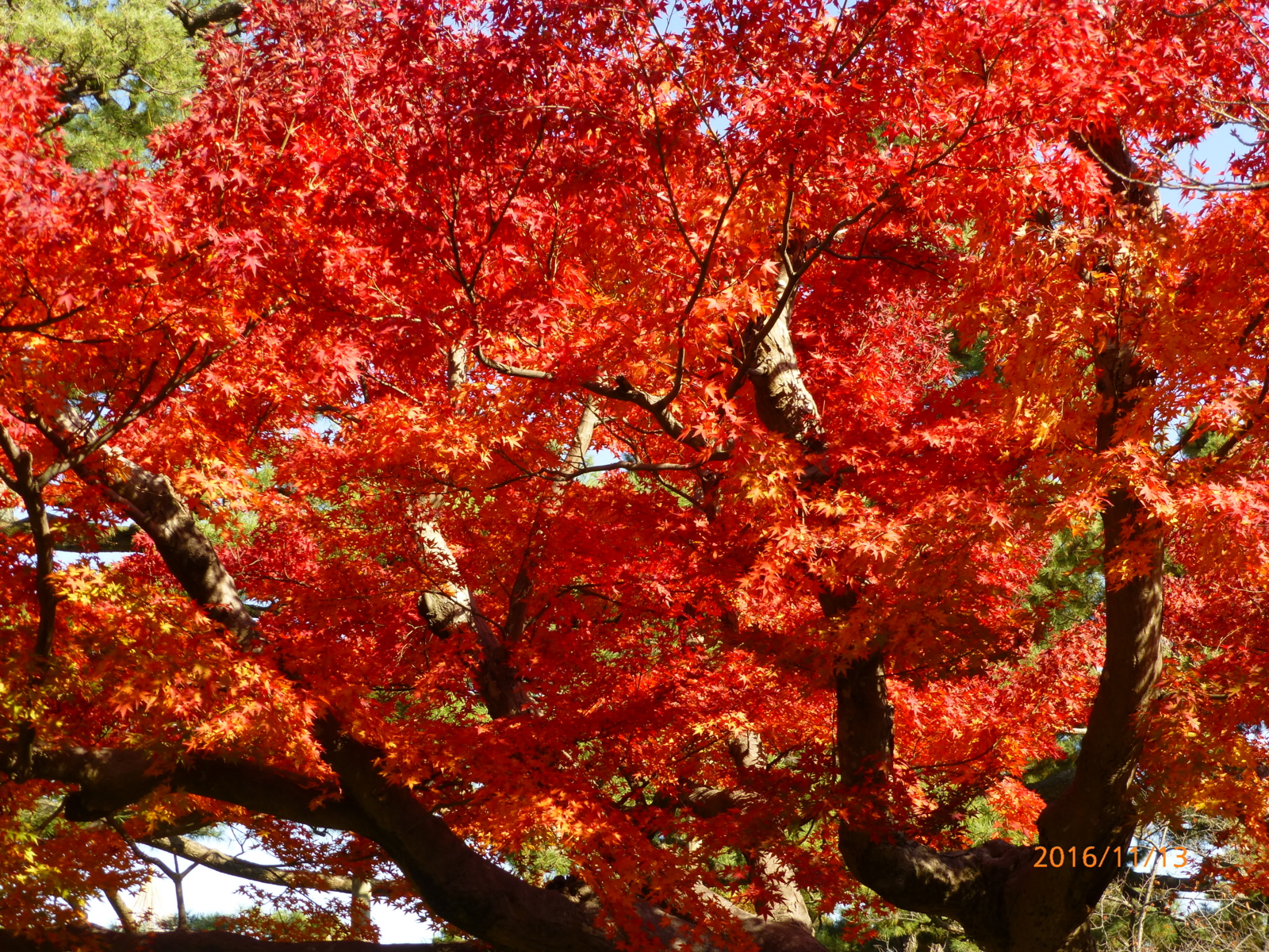 f:id:k10no3:20161113124211j:image:w640