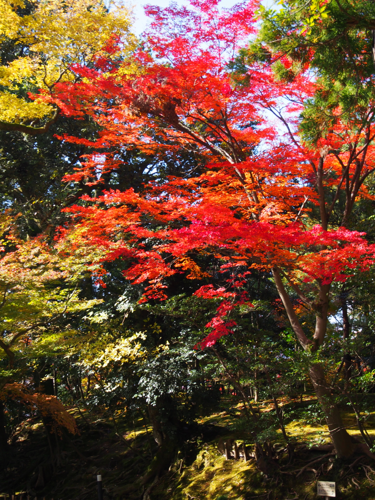 f:id:k10no3:20161113125113j:image:w318