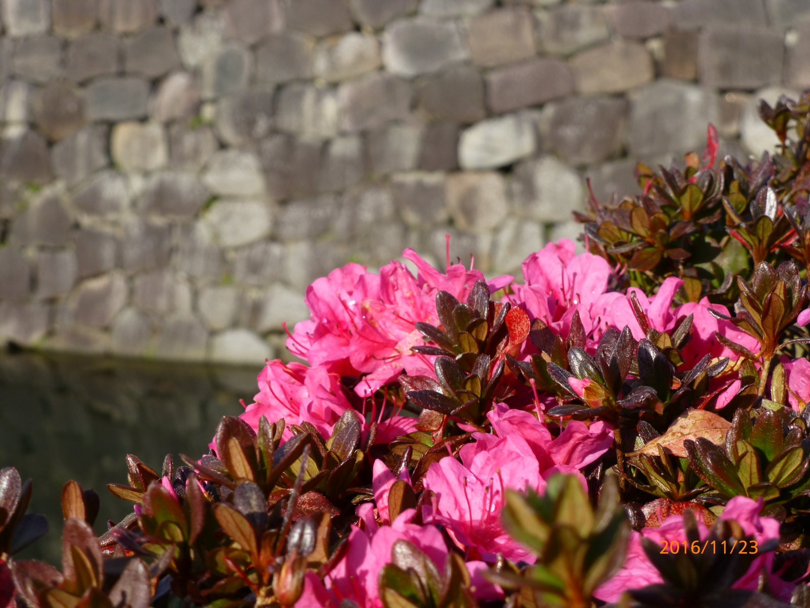 f:id:k10no3:20161123135631j:image:w640