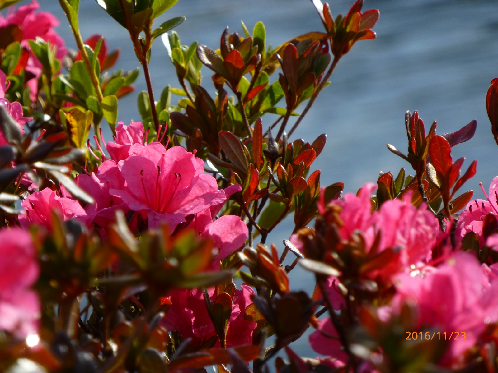 f:id:k10no3:20161123140350j:image:w640