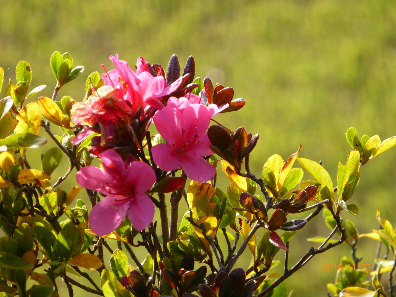 f:id:k10no3:20161123140716j:image:w640