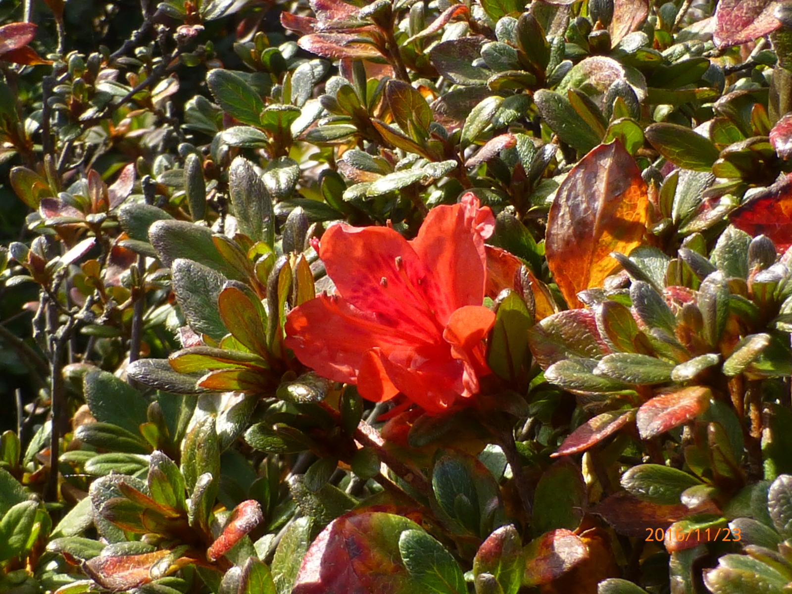 f:id:k10no3:20161123140811j:image:w640