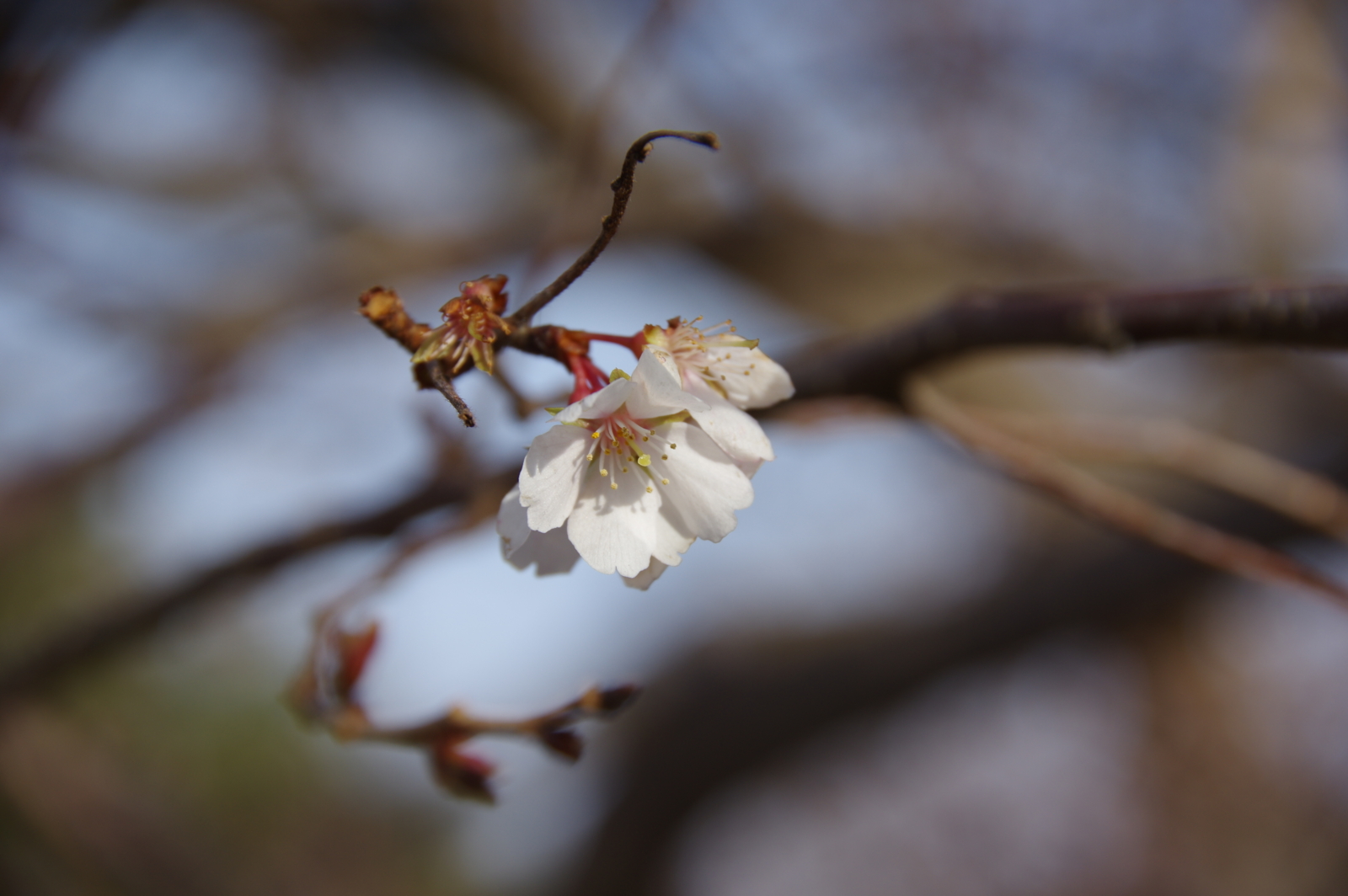 f:id:k10no3:20170107142611j:image:w640