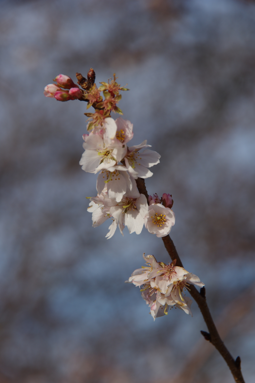f:id:k10no3:20170107142744j:image:w318