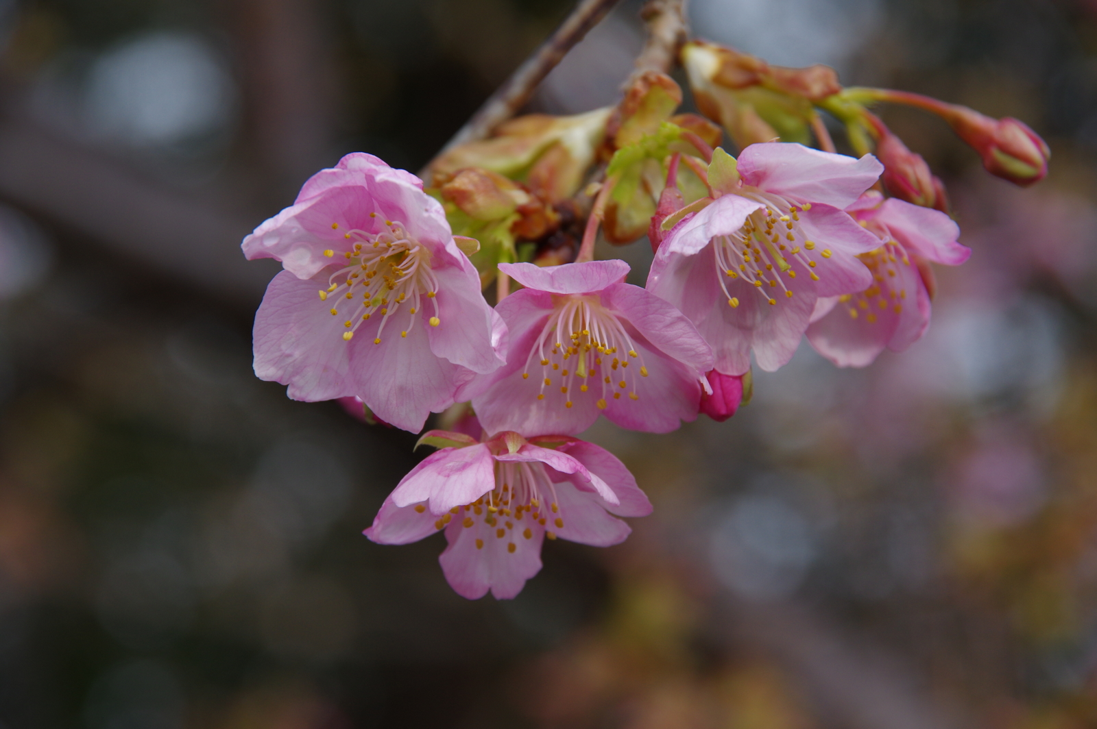 f:id:k10no3:20170226084952j:image:w640