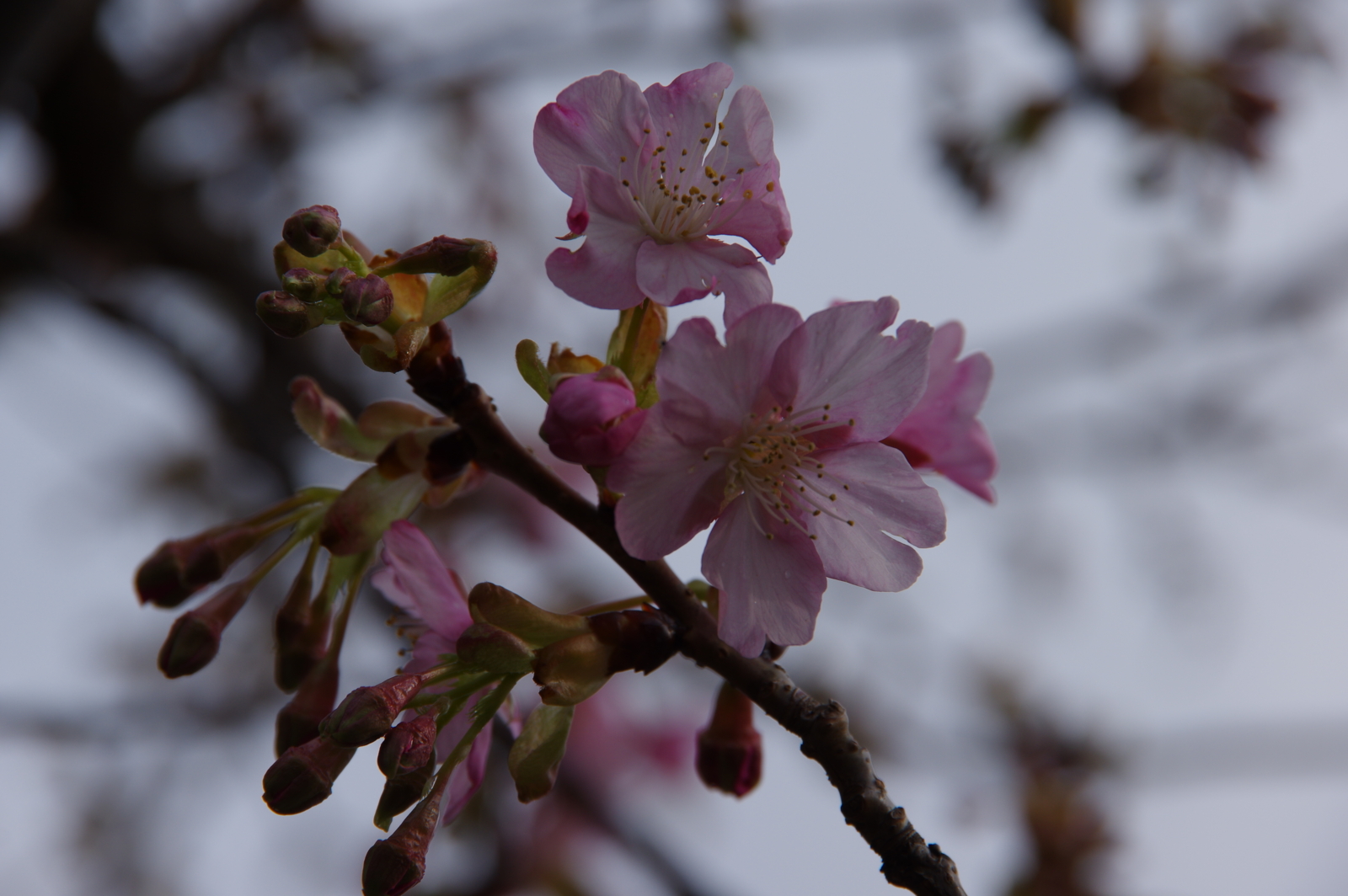 f:id:k10no3:20170226085006j:image:w640