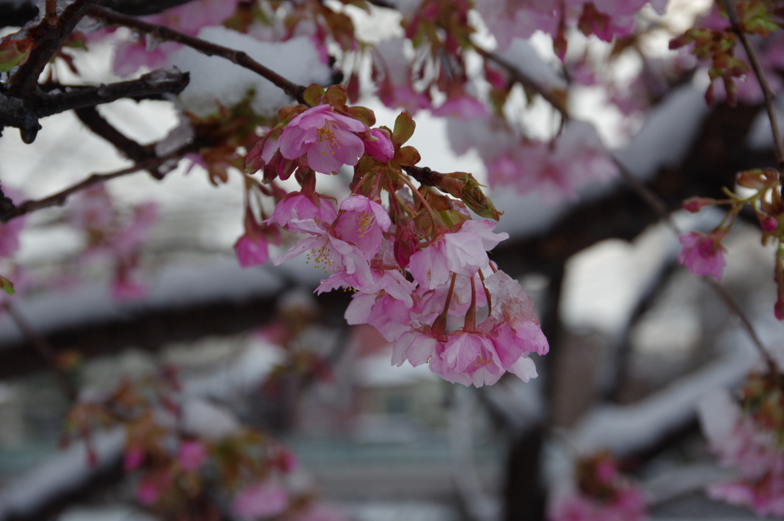 f:id:k10no3:20170308064452j:image:w640