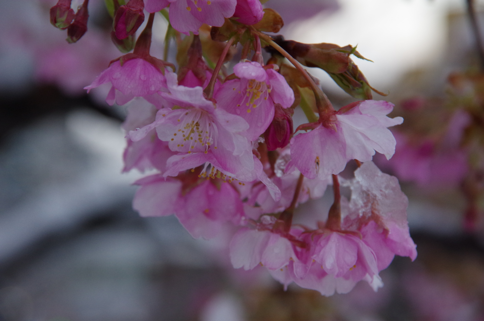 f:id:k10no3:20170308064529j:image:w640