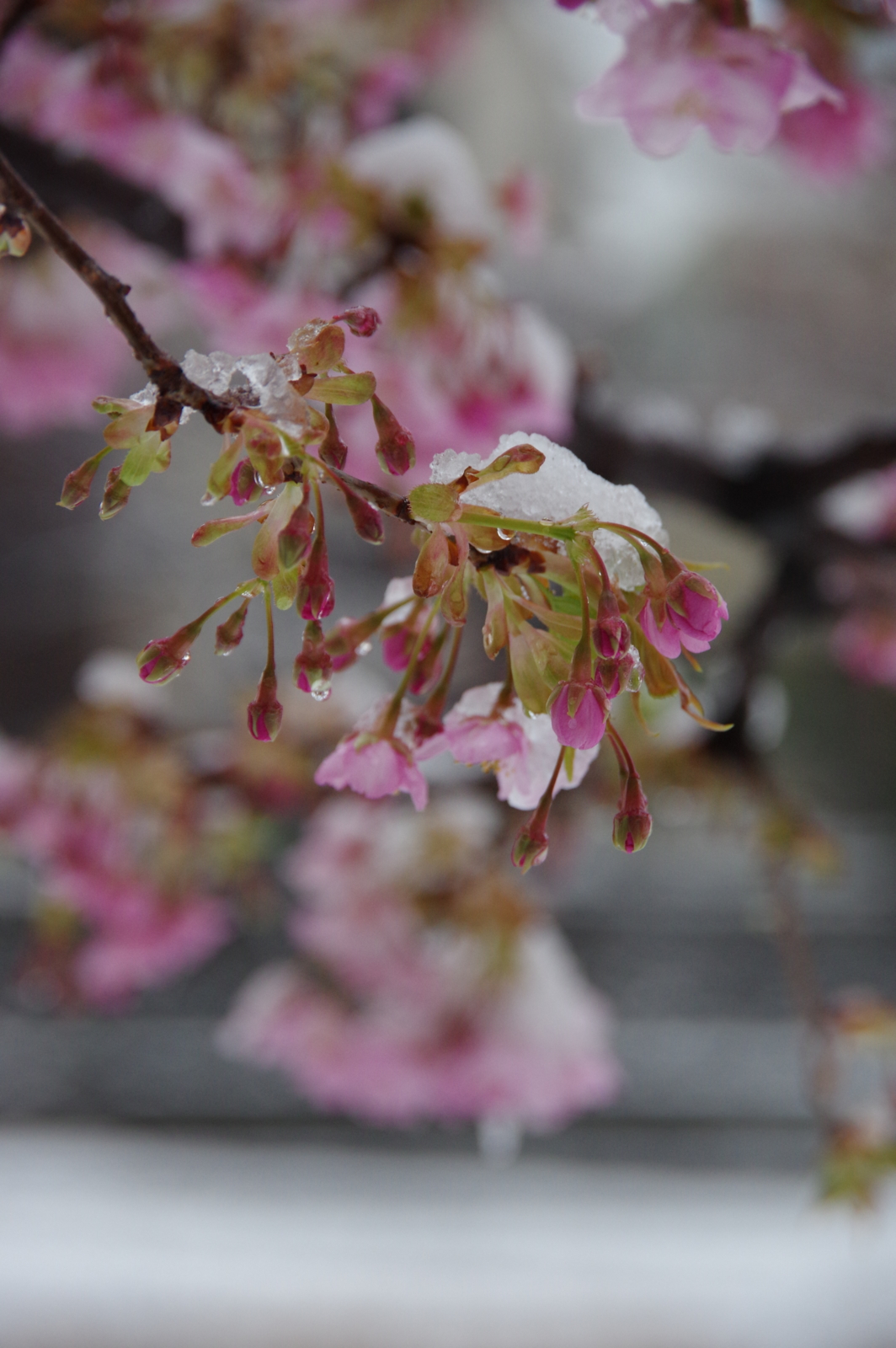 f:id:k10no3:20170308064612j:image:w318