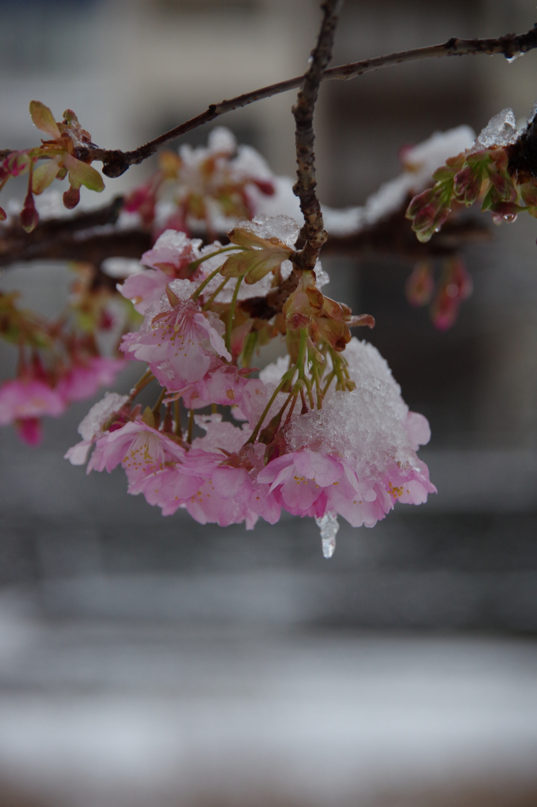 f:id:k10no3:20170308064616j:image:w640