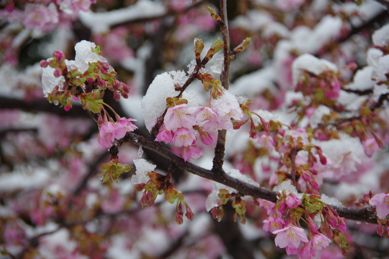雪見桜 後編 金沢おもしろ発掘