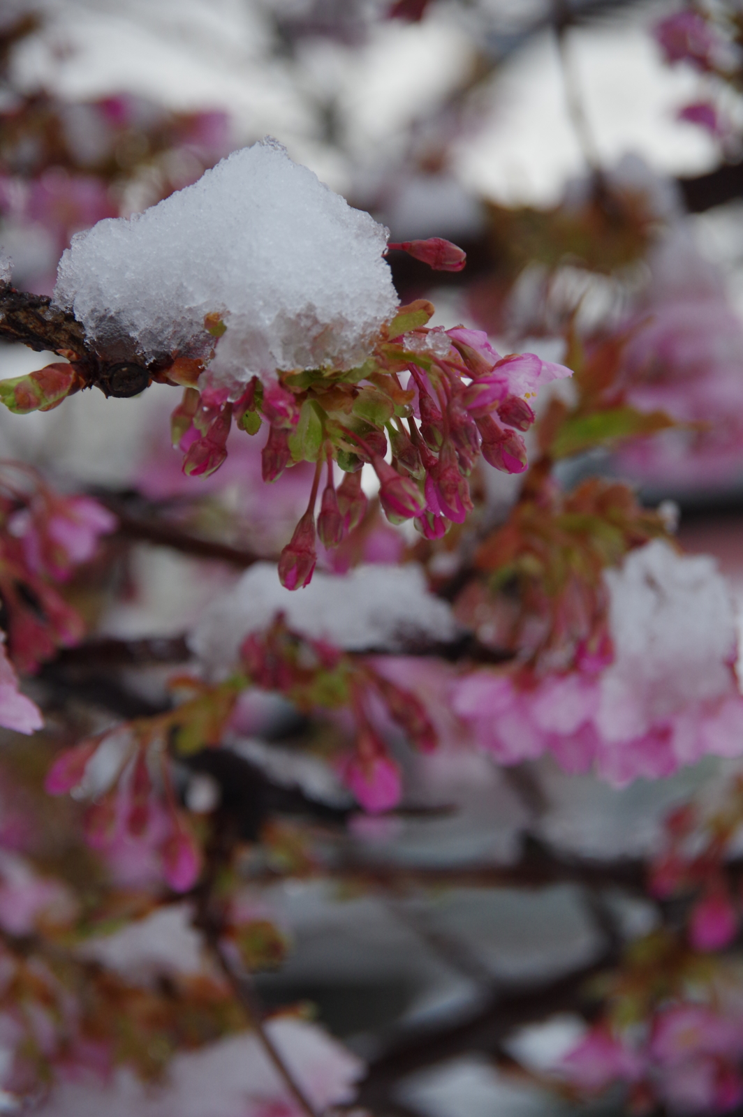 雪見桜 後編 金沢おもしろ発掘