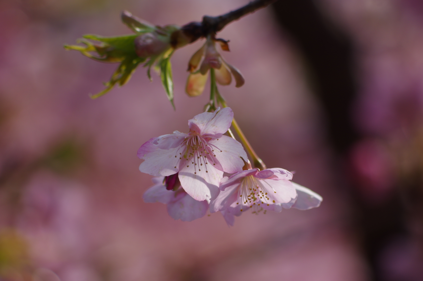 f:id:k10no3:20170318090621j:image:w640