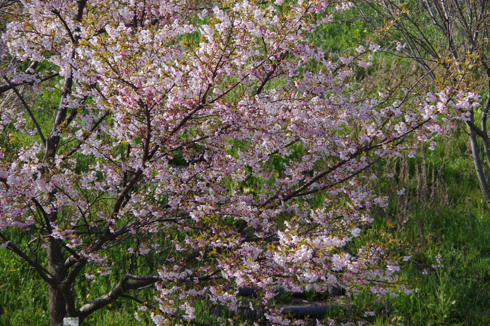 f:id:k10no3:20170325150646j:image:w640