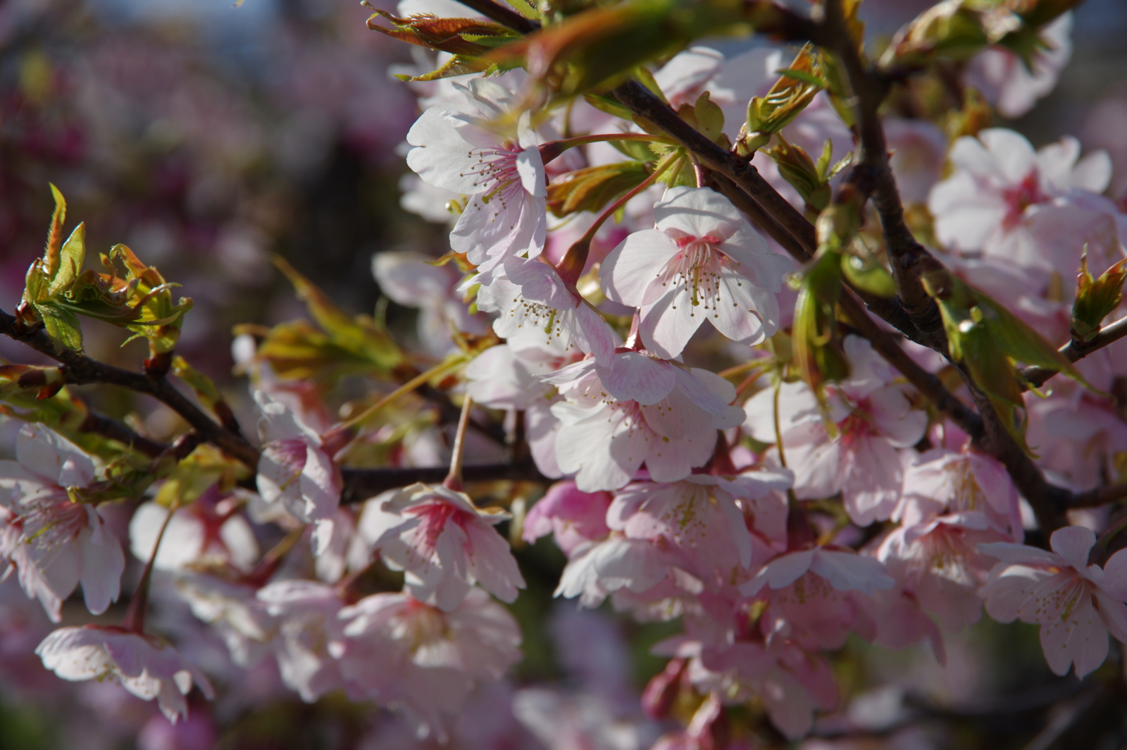 f:id:k10no3:20170325150722j:image:w640