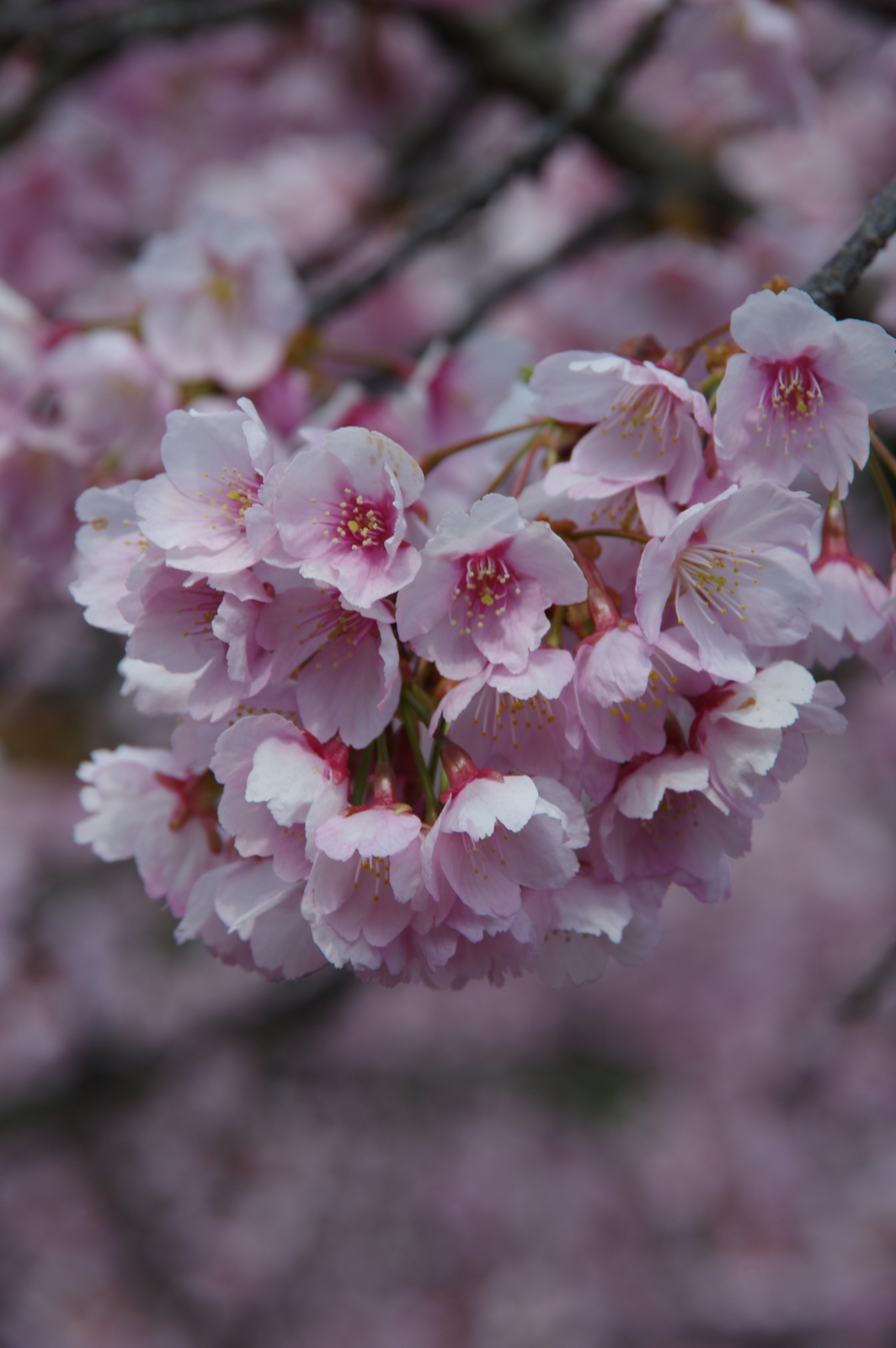 f:id:k10no3:20170401130814j:image:w318