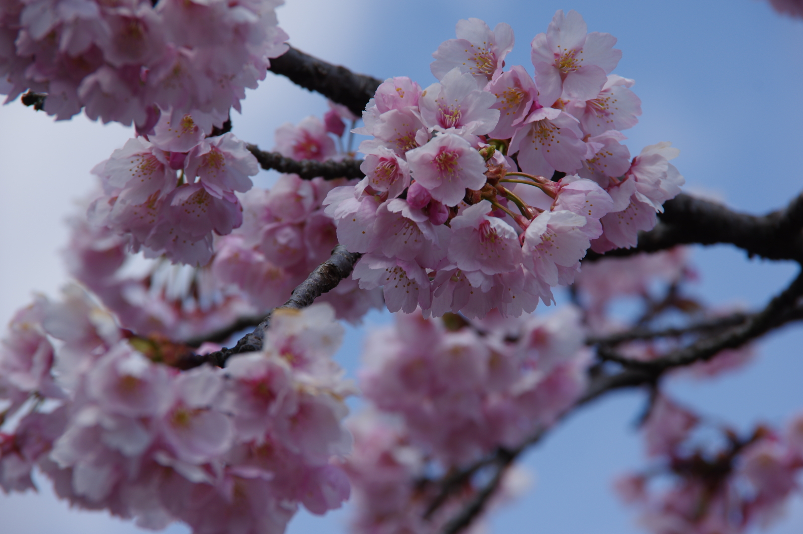 f:id:k10no3:20170401130821j:image:w640