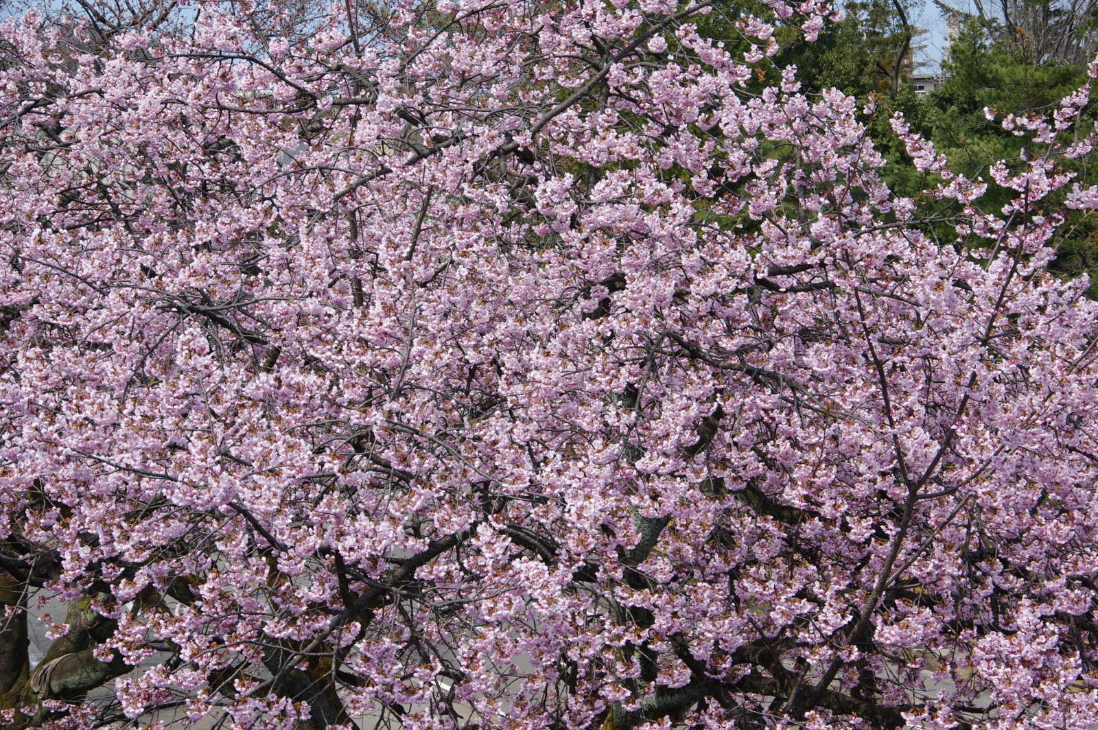 f:id:k10no3:20170401130911j:image:w640