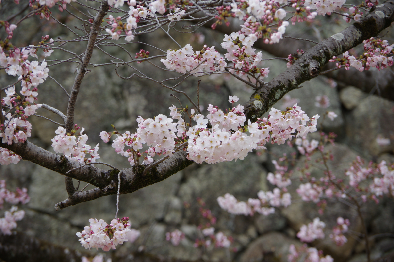 f:id:k10no3:20170405124714j:image:w640