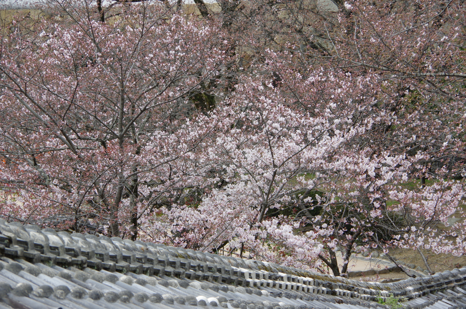 f:id:k10no3:20170405125143j:image:w640