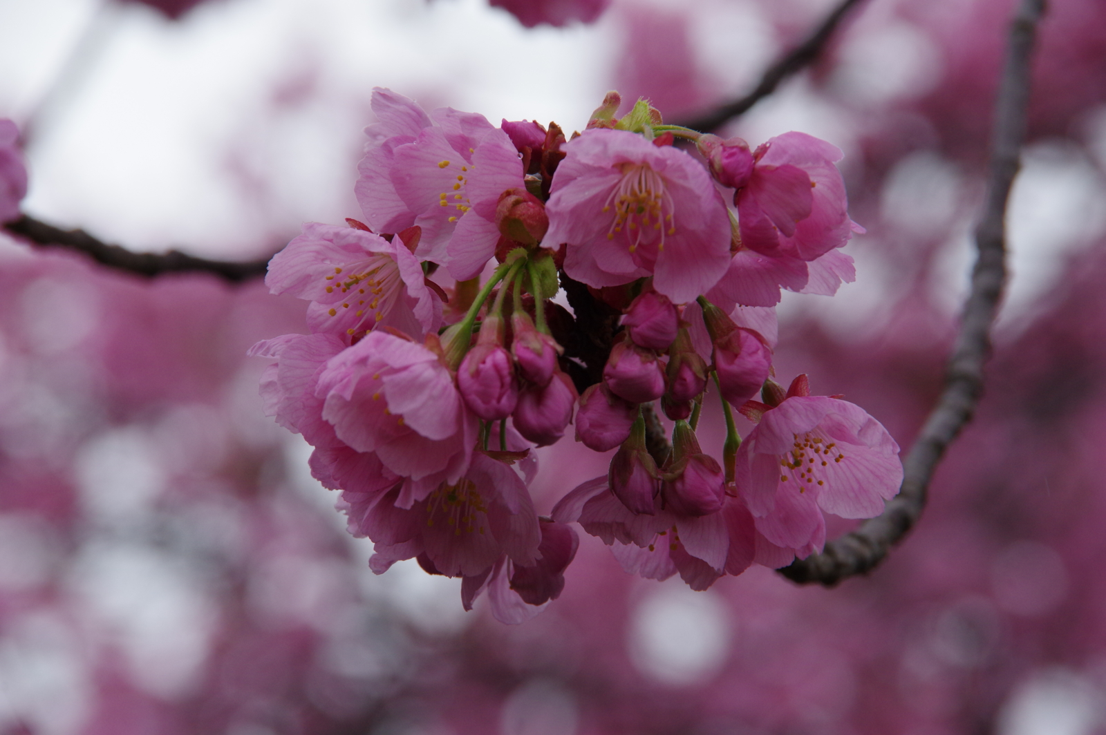 f:id:k10no3:20170408081302j:image:w640
