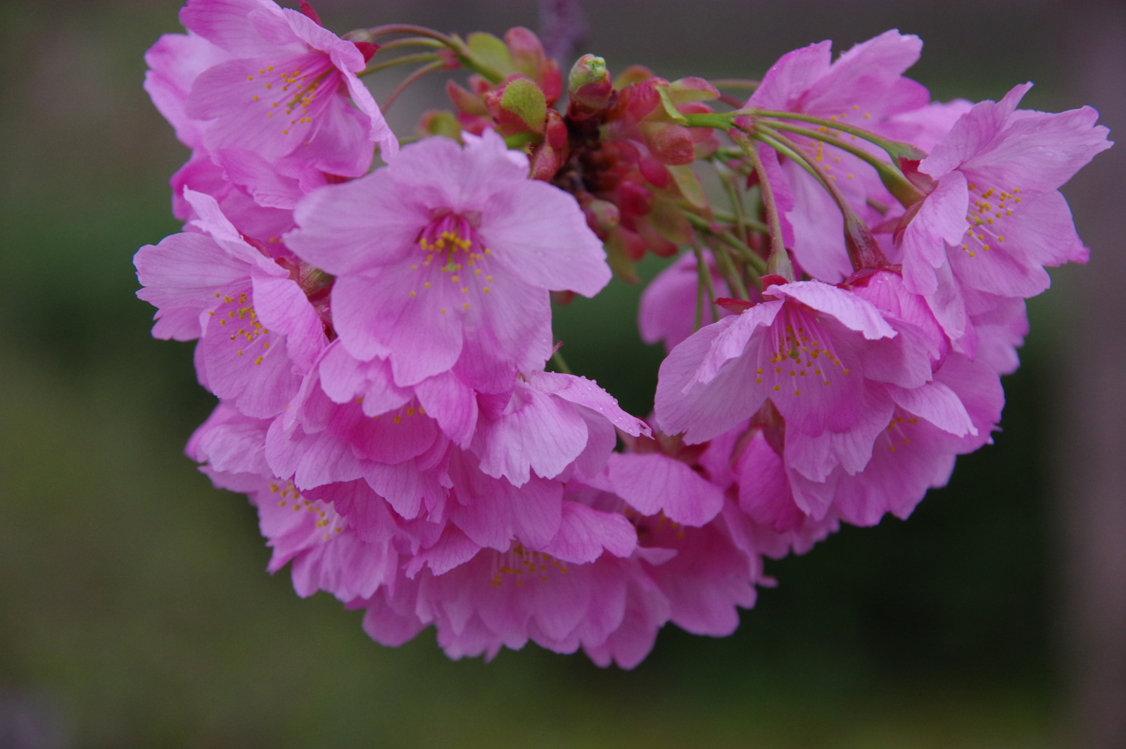 f:id:k10no3:20170408081413j:image:w640