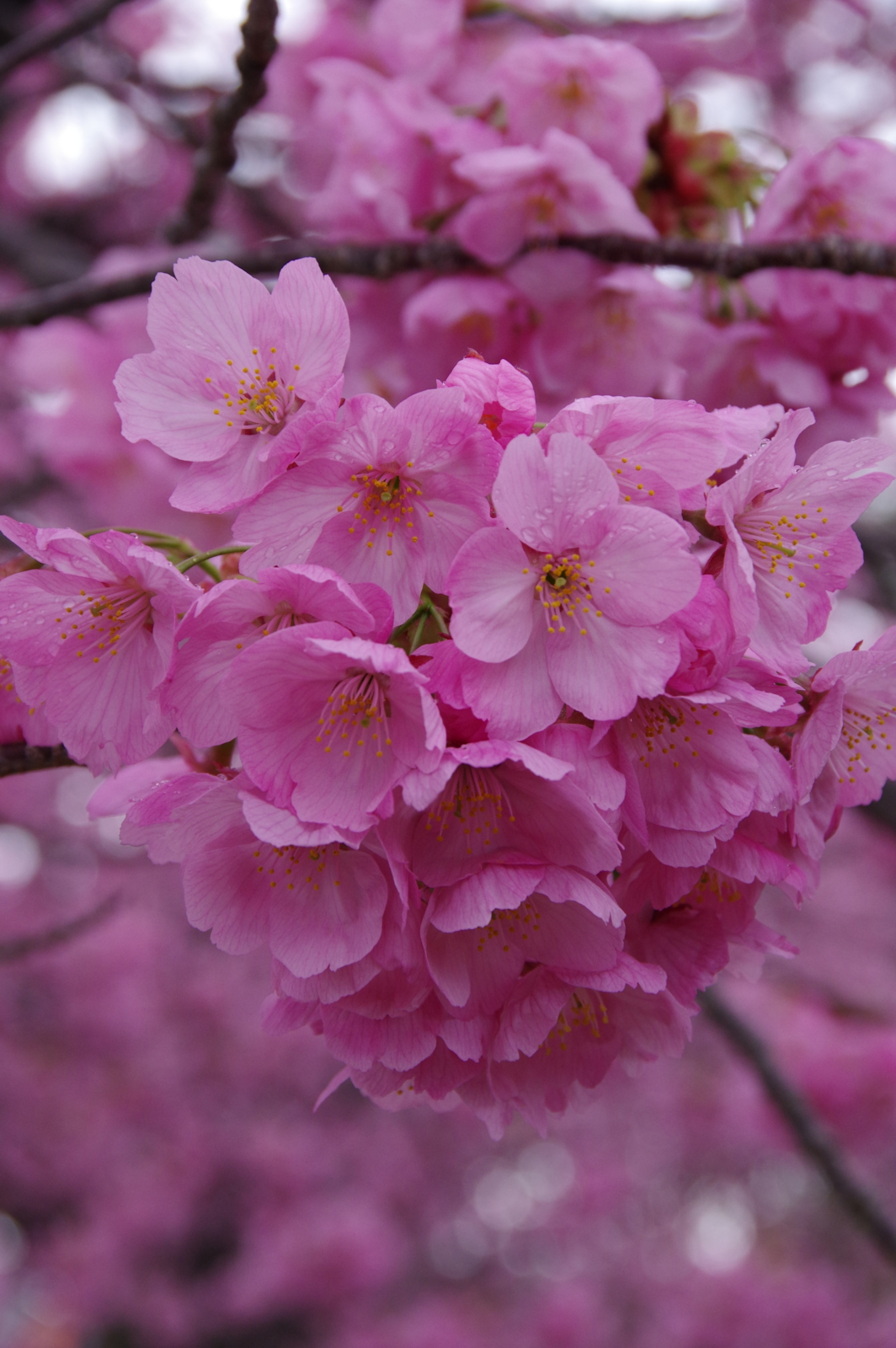 f:id:k10no3:20170408081450j:image:w318