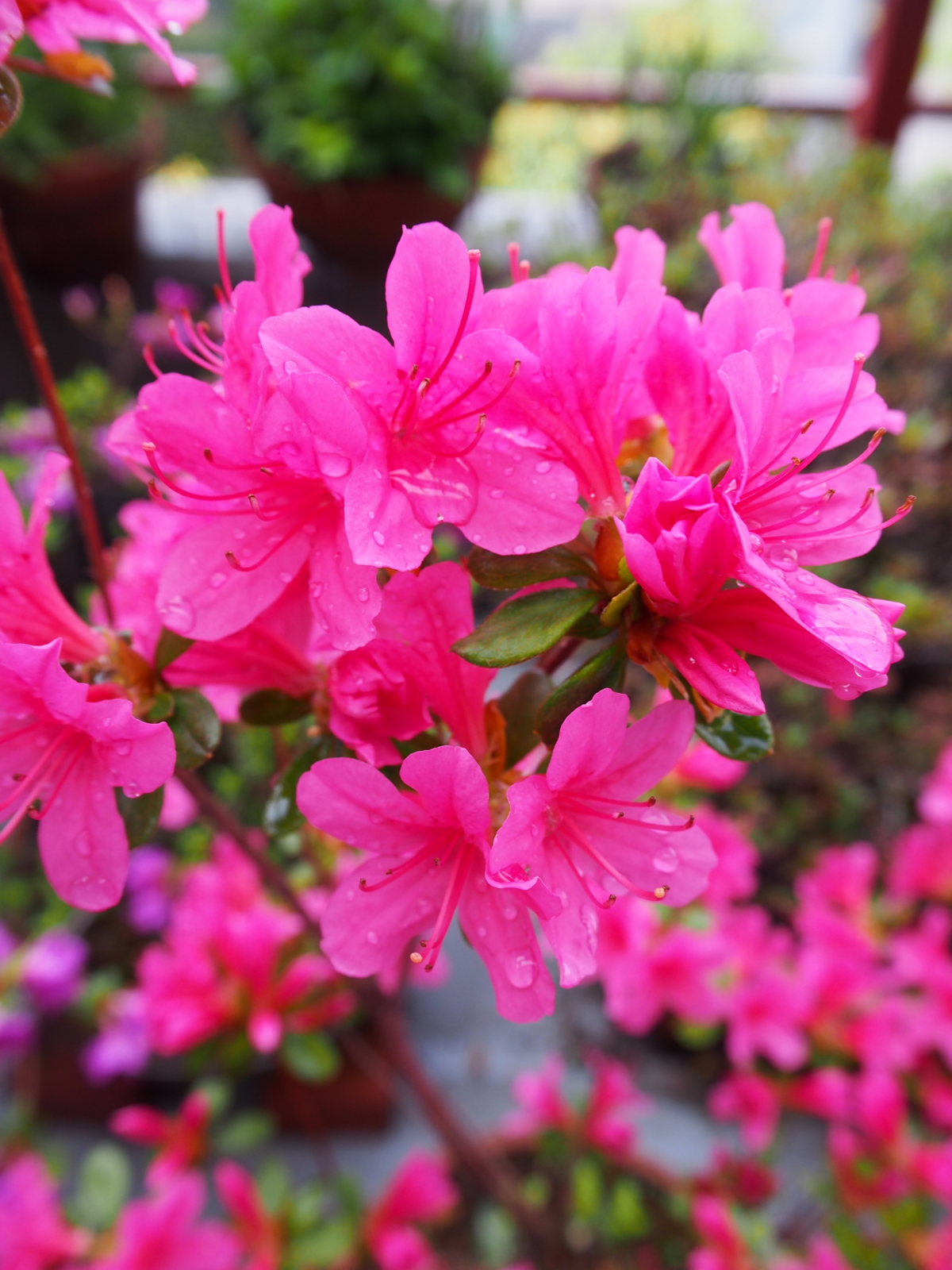 f:id:k10no3:20170427071510j:image:w640