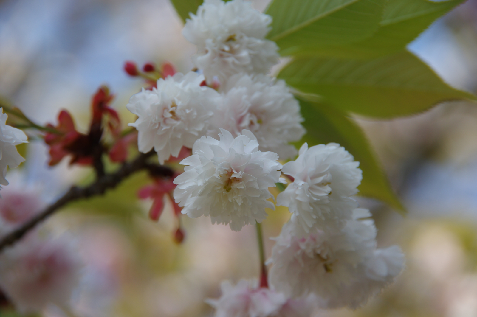 f:id:k10no3:20170429092109j:image:w640