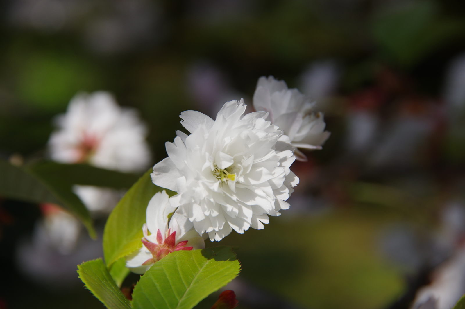 f:id:k10no3:20170429092408j:image:w640