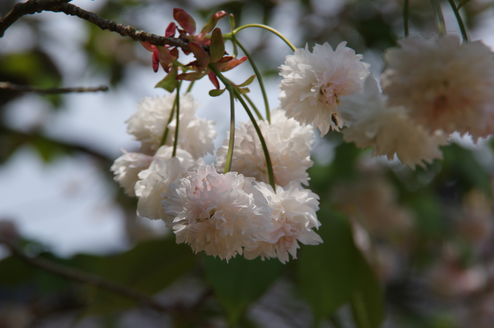f:id:k10no3:20170429102332j:image:w640
