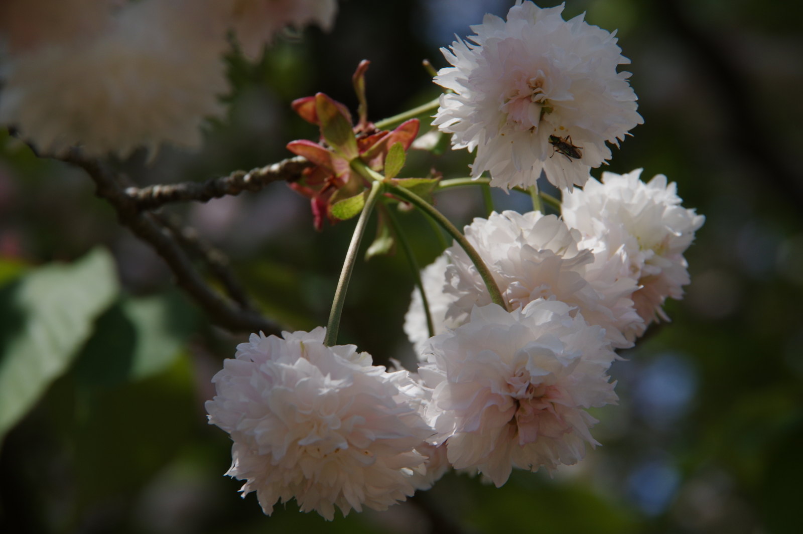 f:id:k10no3:20170429102342j:image:w640