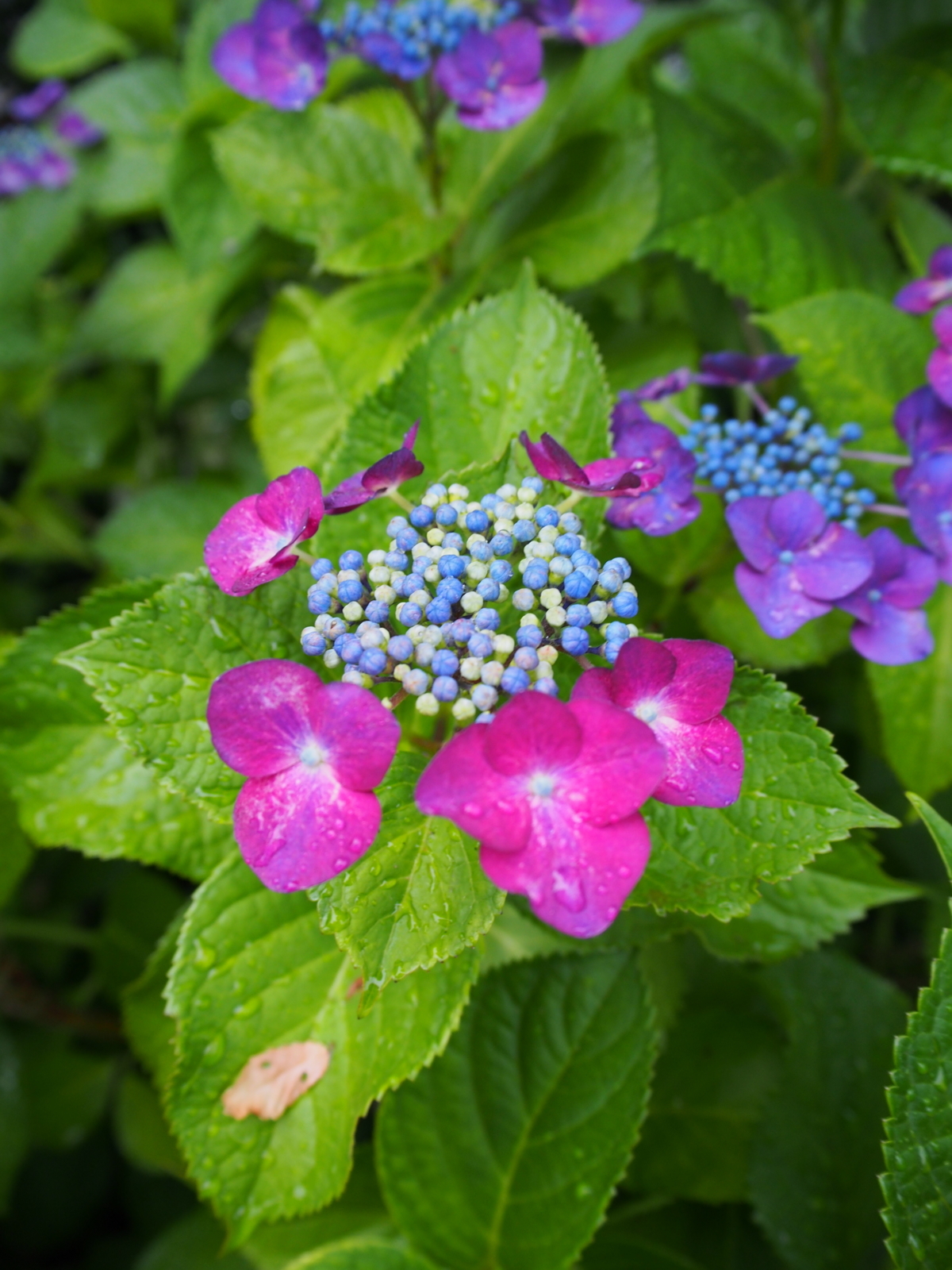 f:id:k10no3:20170621073836j:image:w640