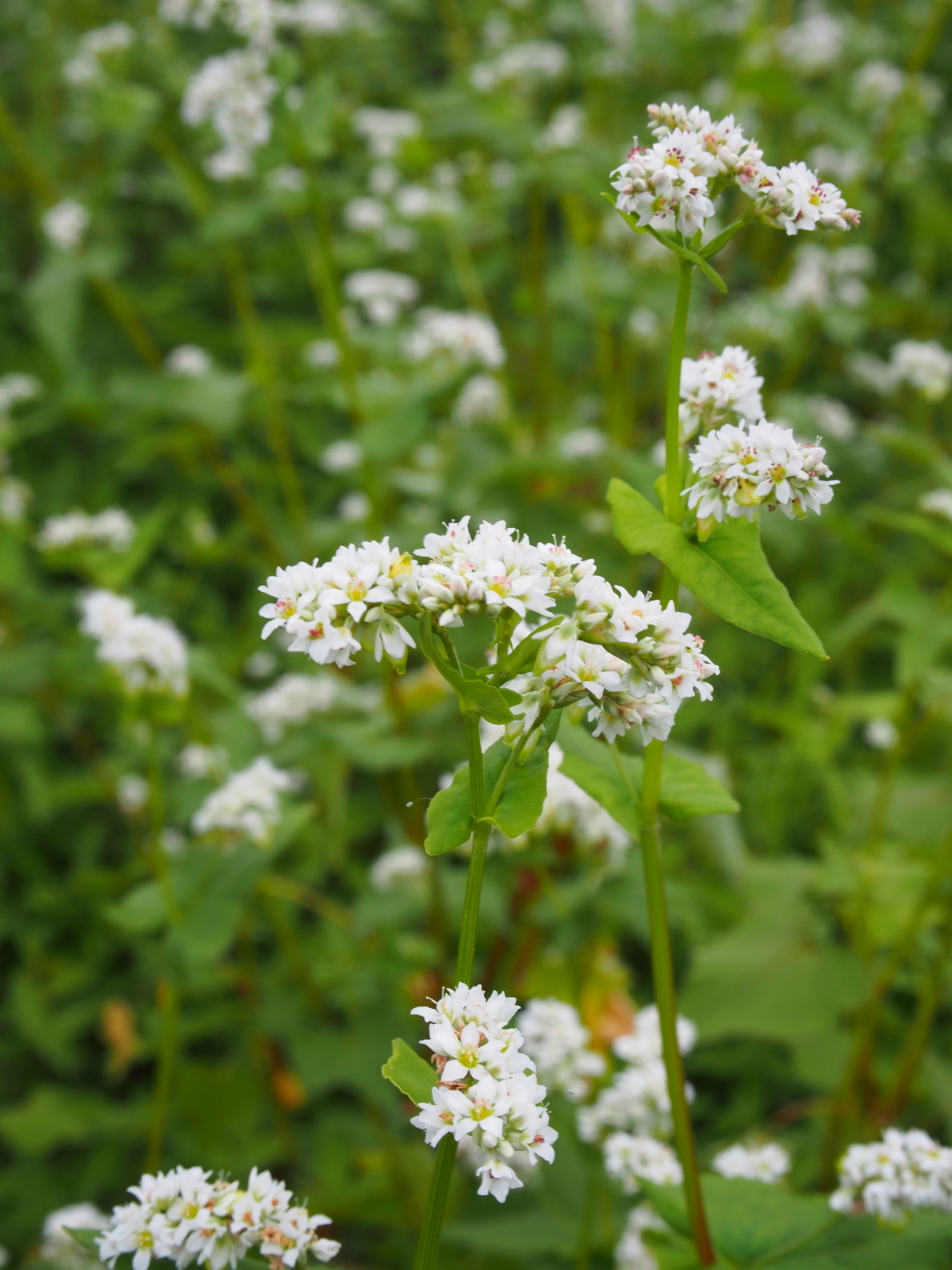 f:id:k10no3:20170709101035j:image:w640