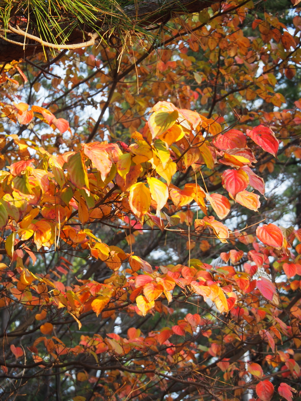 f:id:k10no3:20171122074009j:image:w640