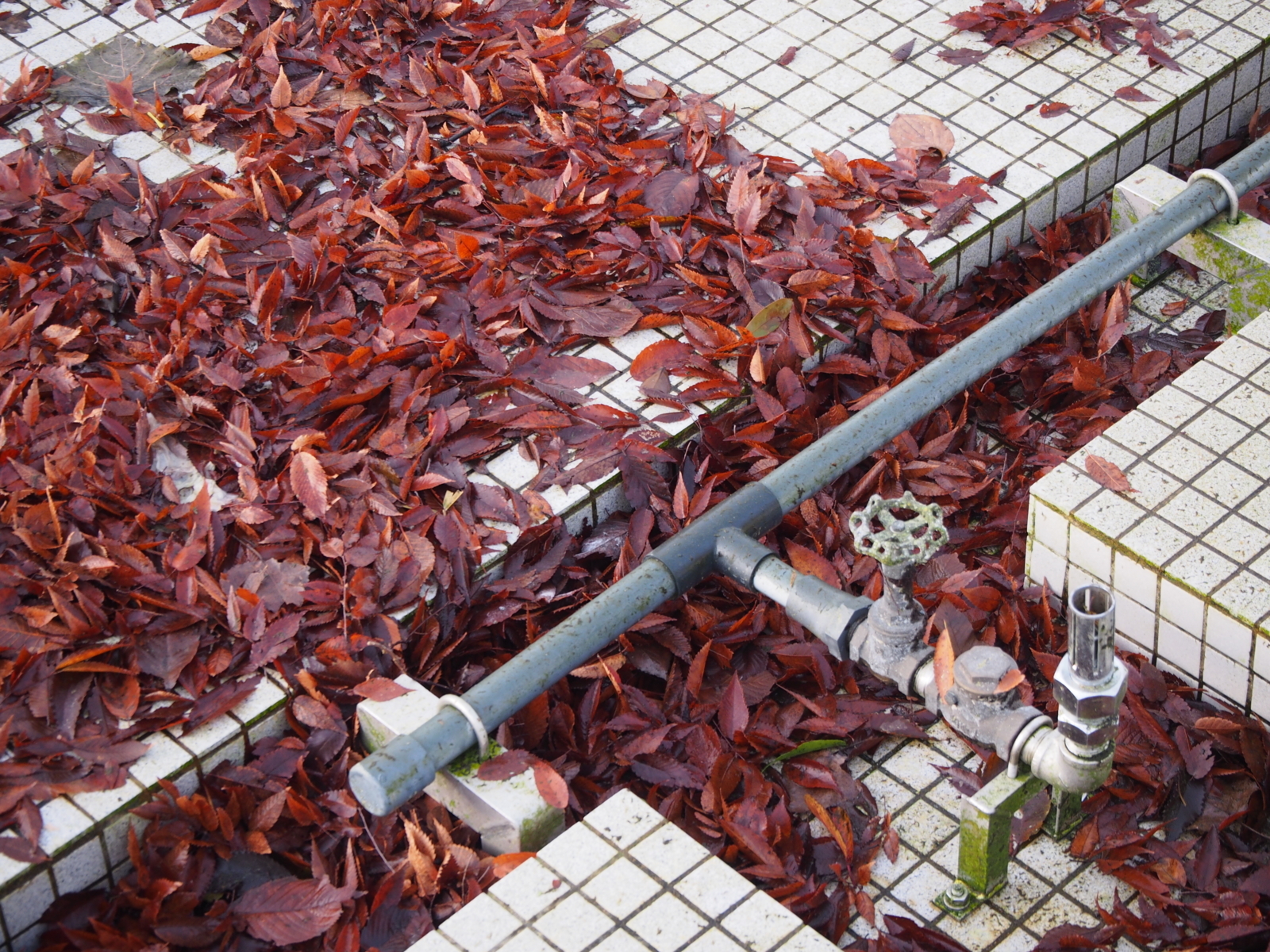 f:id:k10no3:20171122074432j:image:w640