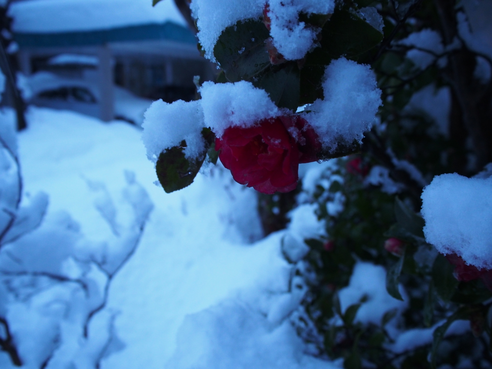 f:id:k10no3:20180113170138j:image:w640