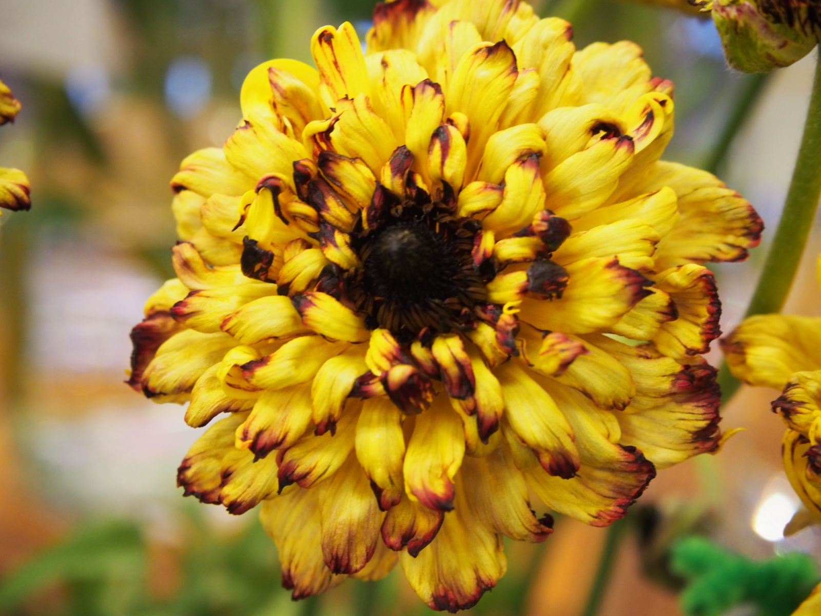 f:id:k10no3:20180304131003j:image:w640 f:id:k10no3:20180304131003j:image:w640