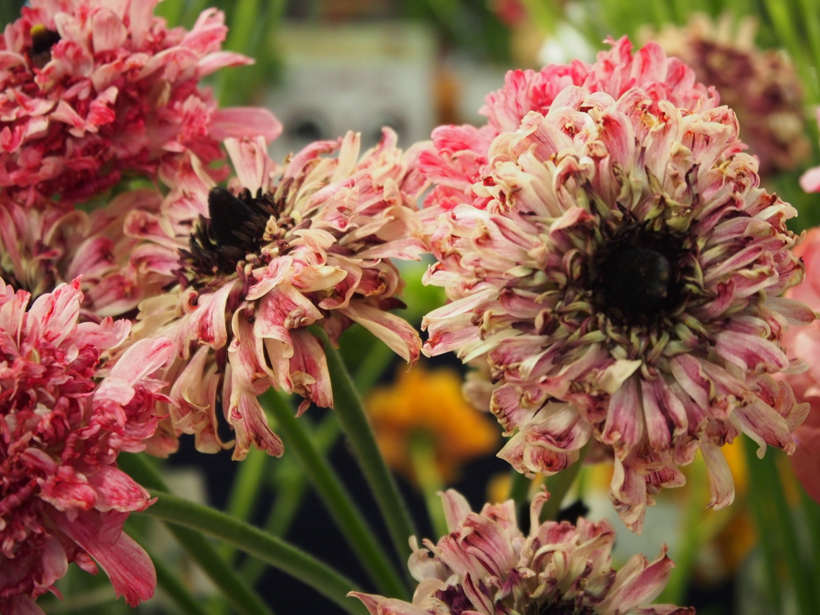 f:id:k10no3:20180304131213j:image:w318