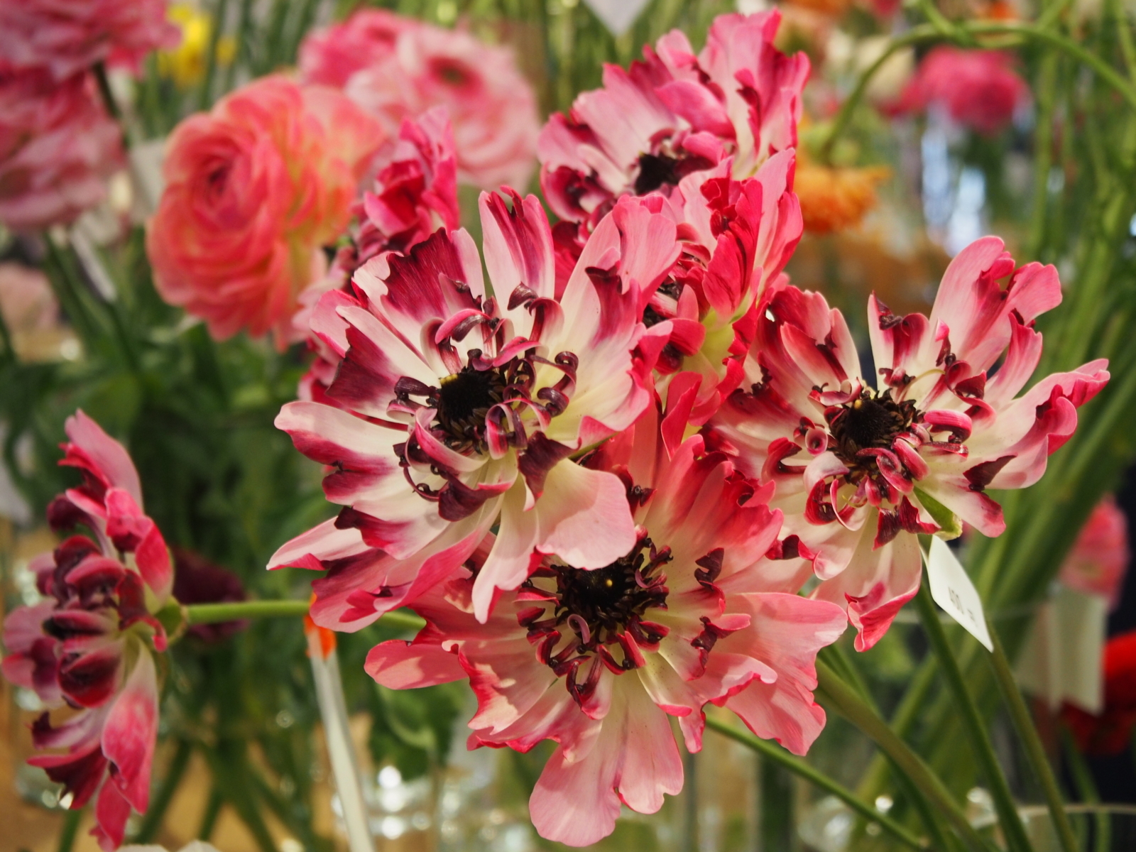 f:id:k10no3:20180304131258j:image:w640