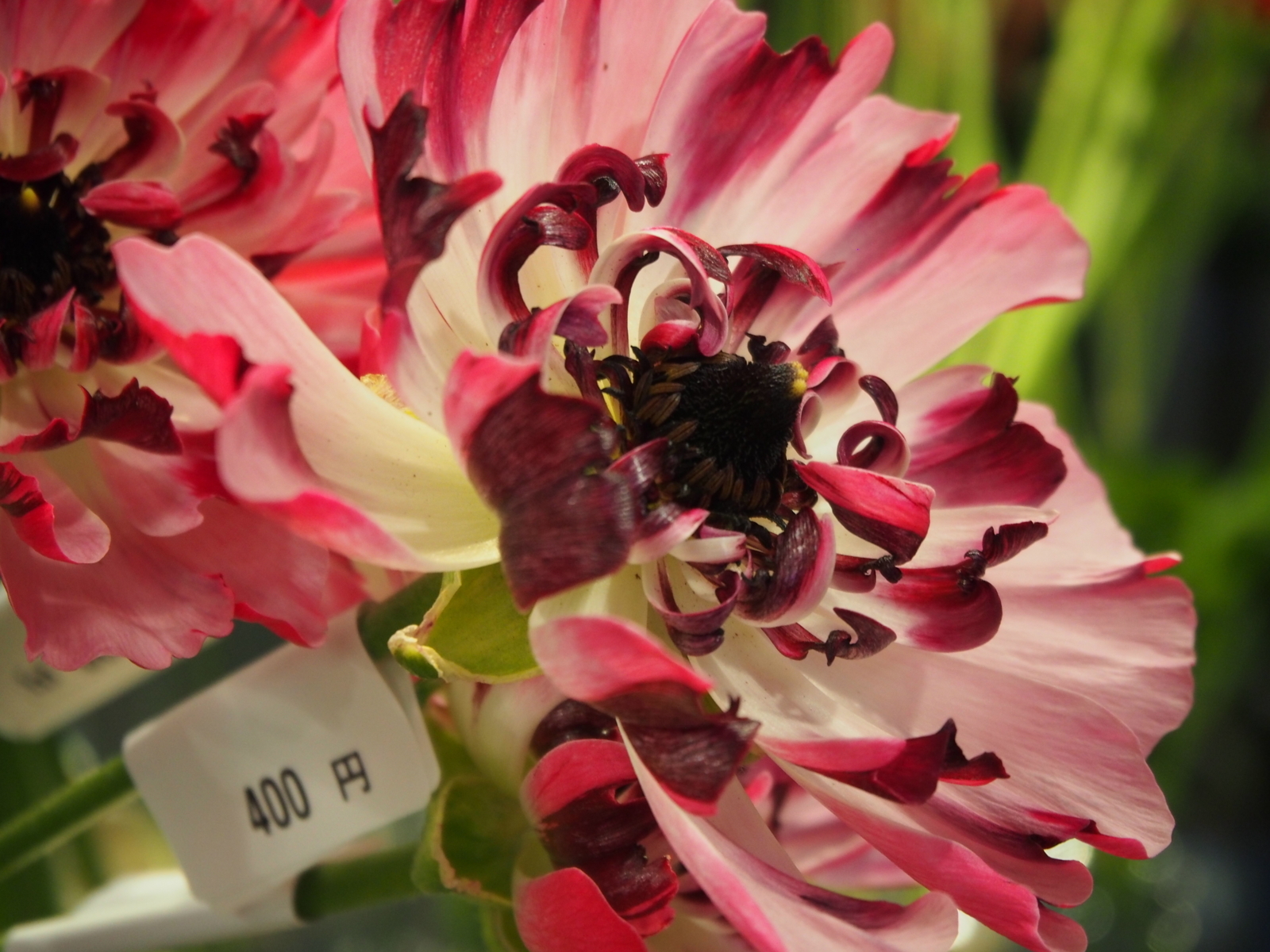 f:id:k10no3:20180304131746j:image:w318