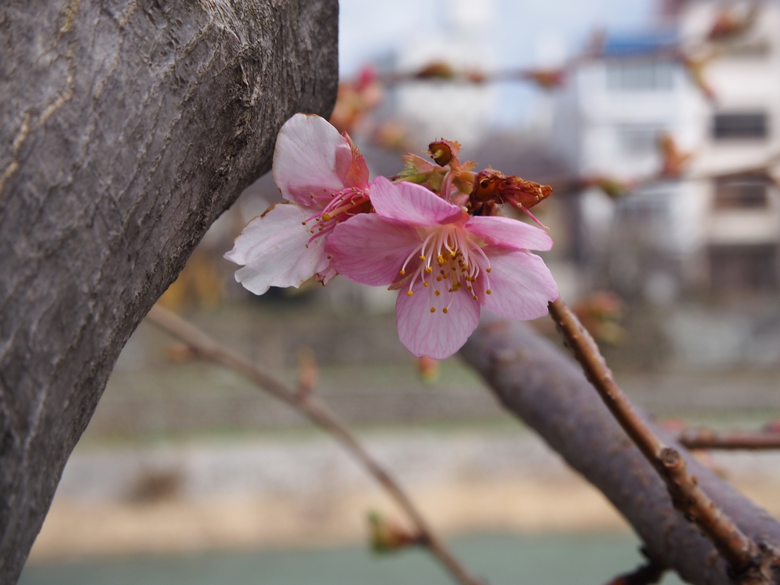 f:id:k10no3:20180310130738j:image:w640
