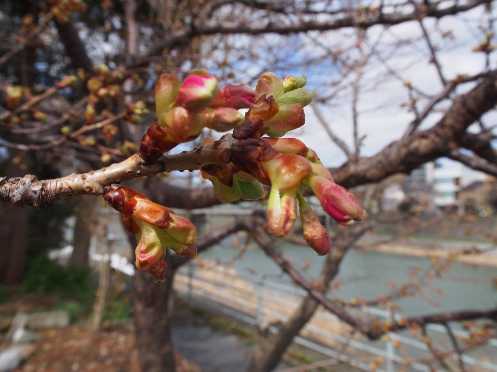 f:id:k10no3:20180310130829j:image:w640
