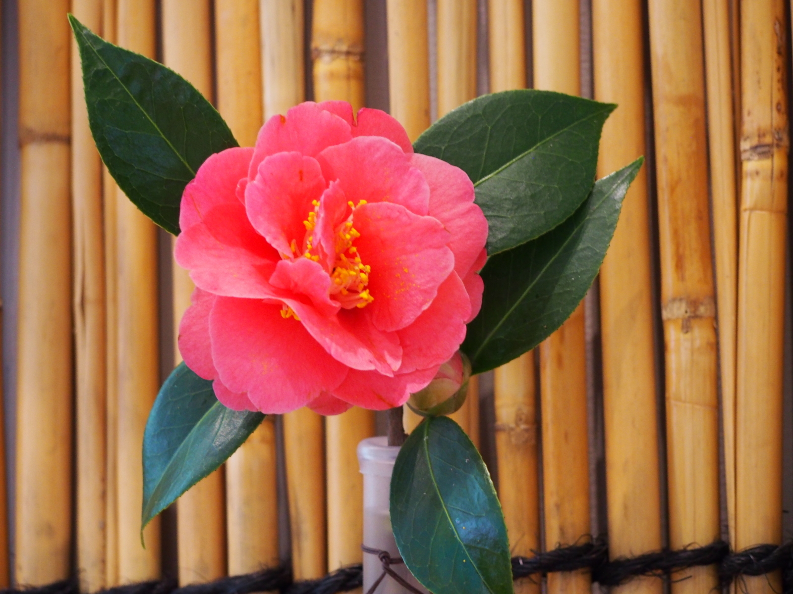 f:id:k10no3:20180317123345j:image:w640