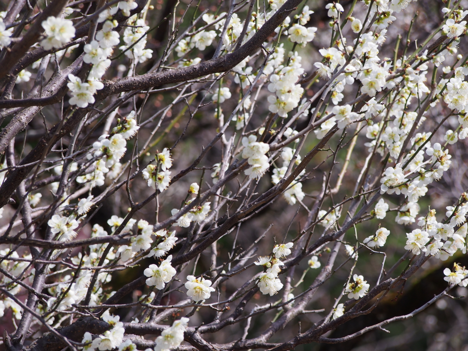f:id:k10no3:20180318110120j:image:w640