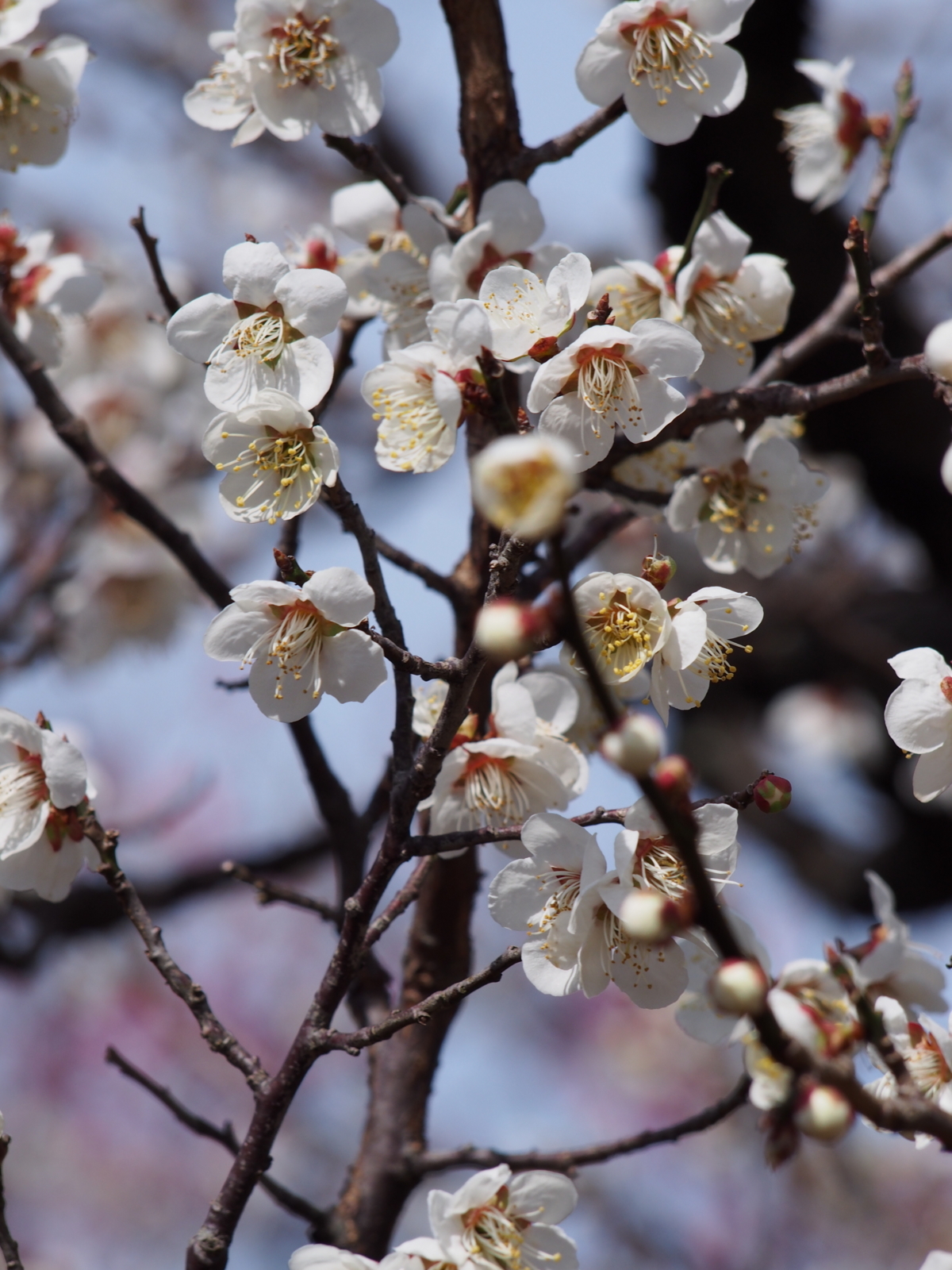 f:id:k10no3:20180318110455j:image:w640