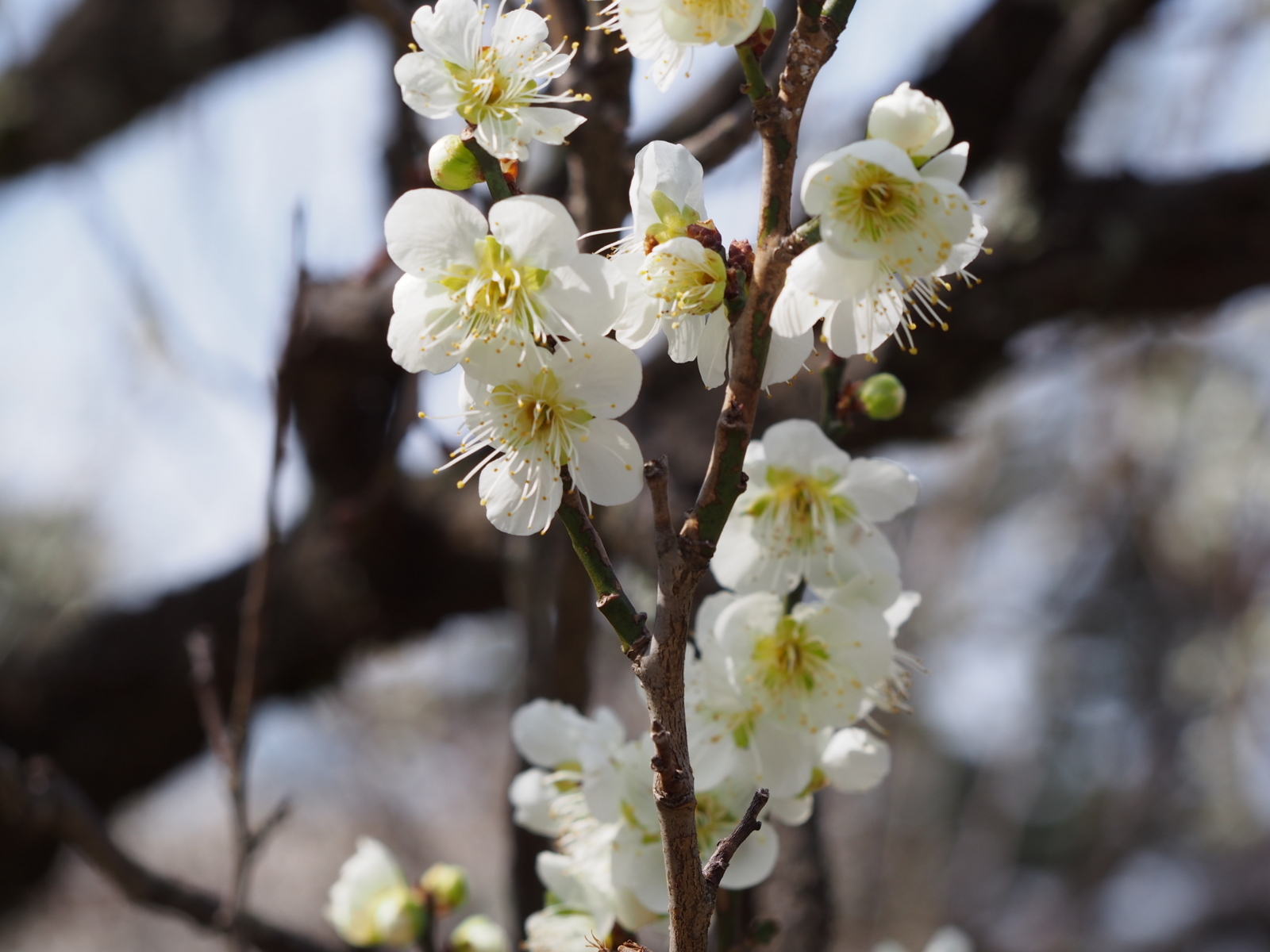 f:id:k10no3:20180318110607j:image:w318