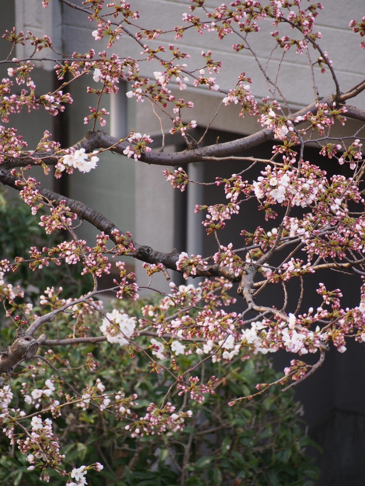 f:id:k10no3:20180329064234j:image:w318